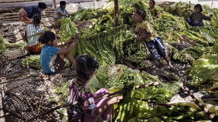 Children tie tobacco leaves onto sticks