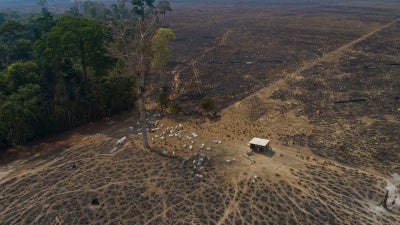 Cattle graze on land recently burned and deforested by cattle farmers near Novo Progresso, Para state, Brazil, on August 23, 2020. 