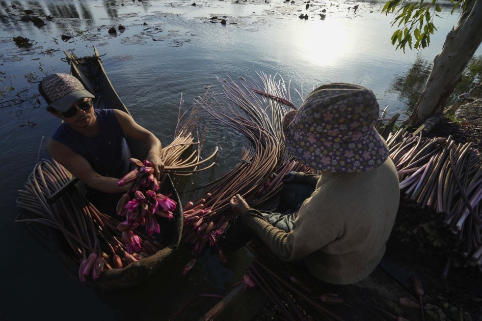 A family collects water lilies from Boeung Tamok lake to sell at the market, Phnom Penh, Cambodia, January 14, 2025.