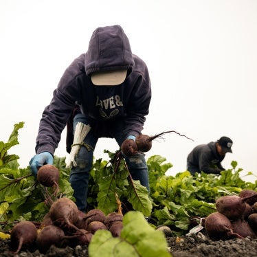 A farmworker picks beets in a field early in the morning on a farm in southern California, July 3, 2024. 